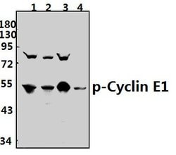 Invitrogen Phospho-Cyclin E (Thr395) Polyclonal Antibody 100 &mu;L; Unconjugated:Antibodies,