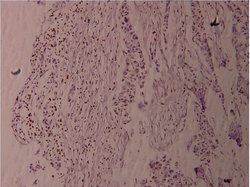 Invitrogen Phospho-Fyn (Tyr530) Polyclonal Antibody 100 &mu;L; Unconjugated:Antibodies,