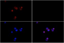 Invitrogen Phospho-JAK2 (Tyr1007) Polyclonal Antibody 100 &mu;L; Unconjugated:Antibodies,