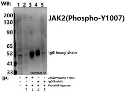Invitrogen Phospho-JAK2 (Tyr1007) Polyclonal Antibody 100 &mu;L; Unconjugated:Antibodies,