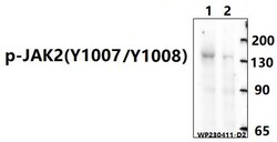 Invitrogen Phospho-JAK2 (Tyr1007) Polyclonal Antibody 100 &mu;L; Unconjugated:Antibodies,
