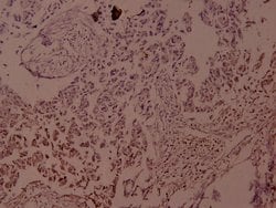 Invitrogen Phospho-JunD (Ser255) Polyclonal Antibody 100 &mu;L; Unconjugated:Antibodies,