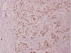 Invitrogen Phospho-c-Myc (Thr358) Polyclonal Antibody 100 &mu;L; Unconjugated:Antibodies,