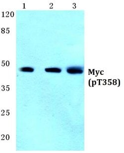 Invitrogen Phospho-c-Myc (Thr358) Polyclonal Antibody 100 &mu;L; Unconjugated:Antibodies,