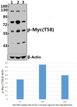 Invitrogen Phospho-c-Myc (Thr58) Polyclonal Antibody 100 &mu;L; Unconjugated:Antibodies,
