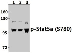 Invitrogen Phospho-STAT5 alpha (Ser780) Polyclonal Antibody 100 &mu;L;