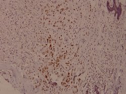 Invitrogen Phospho-Syk (Tyr525) Polyclonal Antibody 100 &mu;L; Unconjugated:Antibodies,