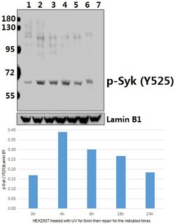 Invitrogen Phospho-Syk (Tyr525) Polyclonal Antibody 100 &mu;L; Unconjugated:Antibodies,
