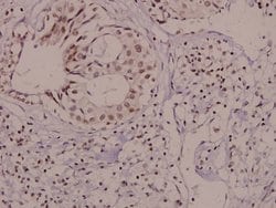 Invitrogen Phospho-VAV1 (Tyr174) Polyclonal Antibody 100 &mu;L; Unconjugated:Antibodies,