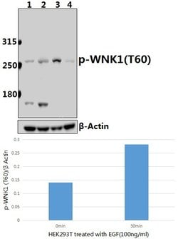 Invitrogen Phospho-WNK1 (Thr60) Polyclonal Antibody 100 &mu;L; Unconjugated:Antibodies,