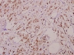 Invitrogen Phospho-BIK (Thr33) Polyclonal Antibody 100 &mu;L; Unconjugated:Antibodies,