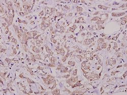 Invitrogen Phospho-Cdc25A (Ser76) Polyclonal Antibody 100 &mu;L; Unconjugated:Antibodies,