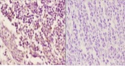 Invitrogen Phospho-Cyclin B1 (Ser126) Polyclonal Antibody 100 &mu;L; Unconjugated:Antibodies,