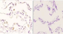 Invitrogen Phospho-Cyclin B1 (Ser126) Polyclonal Antibody 100 &mu;L; Unconjugated:Antibodies,