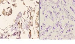 Invitrogen Phospho-Cyclin B1 (Ser126) Polyclonal Antibody 100 &mu;L; Unconjugated:Antibodies,