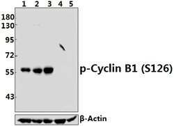 Invitrogen Phospho-Cyclin B1 (Ser126) Polyclonal Antibody 100 &mu;L; Unconjugated:Antibodies,