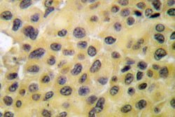 Invitrogen Phospho-GRF-1 (Tyr1105) Polyclonal Antibody 100 &mu;L; Unconjugated:Antibodies,