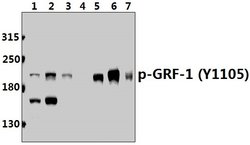 Invitrogen Phospho-GRF-1 (Tyr1105) Polyclonal Antibody 100 &mu;L; Unconjugated:Antibodies,