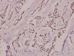 Invitrogen Phospho-Ku80 (Thr714) Polyclonal Antibody 100 &mu;L; Unconjugated:Antibodies,