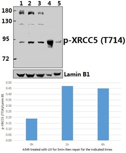 Invitrogen Phospho-Ku80 (Thr714) Polyclonal Antibody 100 &mu;L; Unconjugated:Antibodies,