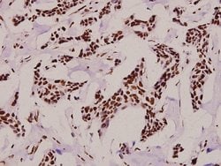 Invitrogen Phospho-POLR2A (Ser1619) Polyclonal Antibody 100 &mu;L | Buy Online | Invitrogen&trade; | Fisher Scientific