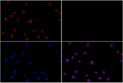 Invitrogen Phospho-AKT Pan (Thr450, Thr451, Thr447) Polyclonal Antibody