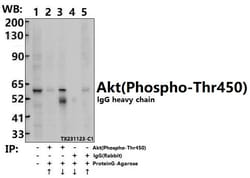 Invitrogen Phospho-AKT Pan (Thr450, Thr451, Thr447) Polyclonal Antibody