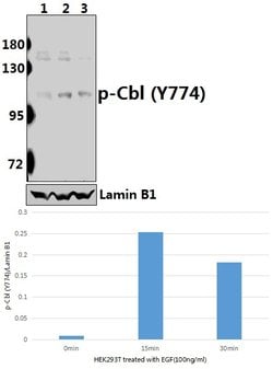 Invitrogen Phospho-c-Cbl (Tyr774) Polyclonal Antibody 100 &mu;L; Unconjugated:Antibodies,