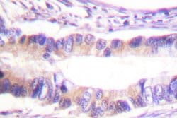 Invitrogen Phospho-c-Cbl (Tyr674) Polyclonal Antibody 100 &mu;L; Unconjugated:Antibodies,