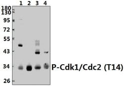 Invitrogen Phospho-CDK1 (Thr14) Polyclonal Antibody 100 &mu;L; Unconjugated:Antibodies,