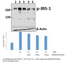 Invitrogen Phospho-IRS1 (Ser323) Polyclonal Antibody 100 &mu;L; Unconjugated:Antibodies,