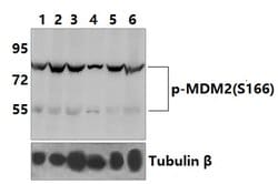 Phospho-MDM2 (Ser166) Polyclonal Antibody:Antibodies, Polyclonal
