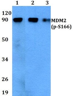 Phospho-MDM2 (Ser166) Polyclonal Antibody:Antibodies, Polyclonal
