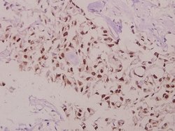 Invitrogen Phospho-Bcl-2 (Thr69) Polyclonal Antibody 100 &mu;L; Unconjugated:Antibodies,