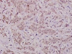 Phospho-Bcl-X (Thr47) Polyclonal Antibody, Invitrogen 100 &mu;L; Unconjugated:Antibodies,