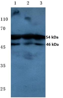 Phospho-JNK1/JNK2/JNK3 (Thr183, Tyr185) Polyclonal Antibody:Antibodies,
