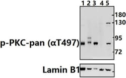 Invitrogen Phospho-PKC Pan (Thr497) Polyclonal Antibody 100 &mu;L; Unconjugated:Antibodies,