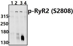 Invitrogen Phospho-RyR2 (Ser2808) Polyclonal Antibody 100 &mu;L; Unconjugated:Antibodies,