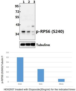 Invitrogen Phospho-S6 (Ser240) Polyclonal Antibody 100 &mu;L | Buy Online | Invitrogen&trade; | Fisher Scientific