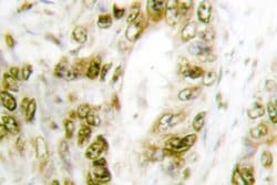 Invitrogen Phospho-IRF3 (Ser385) Polyclonal Antibody 100 &mu;L; Unconjugated:Antibodies,