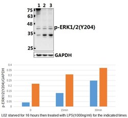 Invitrogen Phospho-ERK1/ERK2 (Tyr204) Polyclonal Antibody 100 &mu;L; Unconjugated:Antibodies,