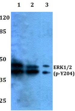 Invitrogen Phospho-ERK1/ERK2 (Tyr204) Polyclonal Antibody 100 &mu;L; Unconjugated:Antibodies,