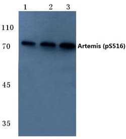 Invitrogen Phospho-Artemis (Ser516) Polyclonal Antibody 100 &mu;L; Unconjugated:Antibodies,