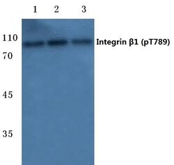 Invitrogen Phospho-ITGB1 (Thr789) Polyclonal Antibody 100 &mu;L | Buy Online | Invitrogen&trade; | Fisher Scientific