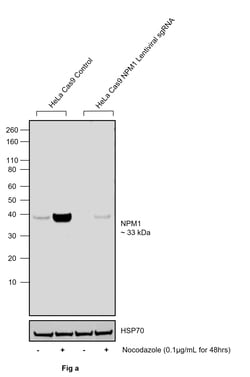Invitrogen Phospho-NPM1 (Thr234) Polyclonal Antibody 100 &mu;L; Unconjugated:Antibodies,