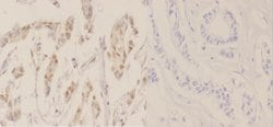 Invitrogen Phospho-NPM1 (Thr234) Polyclonal Antibody 100 &mu;L; Unconjugated:Antibodies,