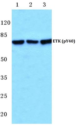 Invitrogen Phospho-ETK (Tyr40) Polyclonal Antibody 100 &mu;L; Unconjugated:Antibodies,