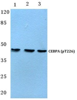 Invitrogen Phospho-C/EBP alpha (Thr226) Polyclonal Antibody 100 &mu;L;