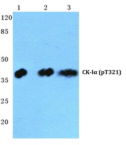 Invitrogen Phospho-CK1 alpha (Thr321) Polyclonal Antibody 100 &mu;L; Unconjugated:Antibodies,