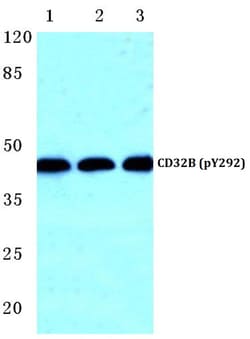 Invitrogen Phospho-FCGR2B (Tyr292) Polyclonal Antibody 100 &mu;L; Unconjugated:Antibodies,